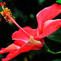 Flowers and natural beauty.