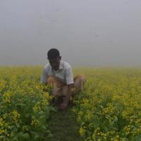  Mustard Field 