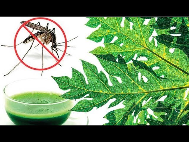 How To Use Papaya Leaves To Fight Dengue