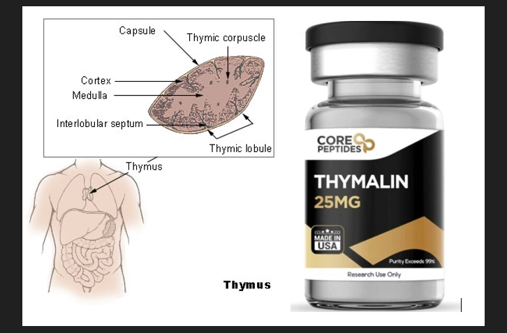 Thymalin: Exploring the Regulatory Peptide of the Thymus and Its Expanding Research Potential