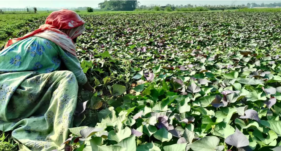 Japanese Okinawa sweet potato brings new hope to farmers in Brahmanbaria