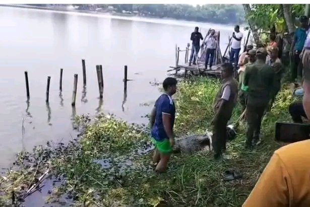 Crocodile relocated from Khan Jahan Ali shrine pond after child's death