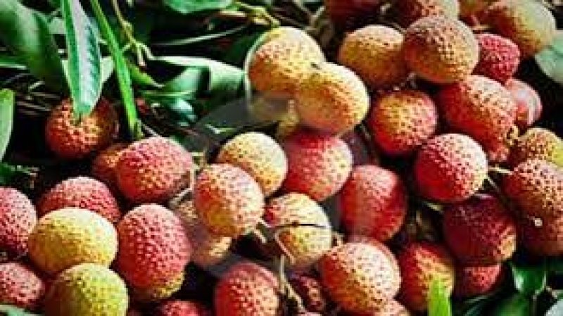 Rajshahi eyes Tk 56cr Litchi trade as Bombay variety floods markets