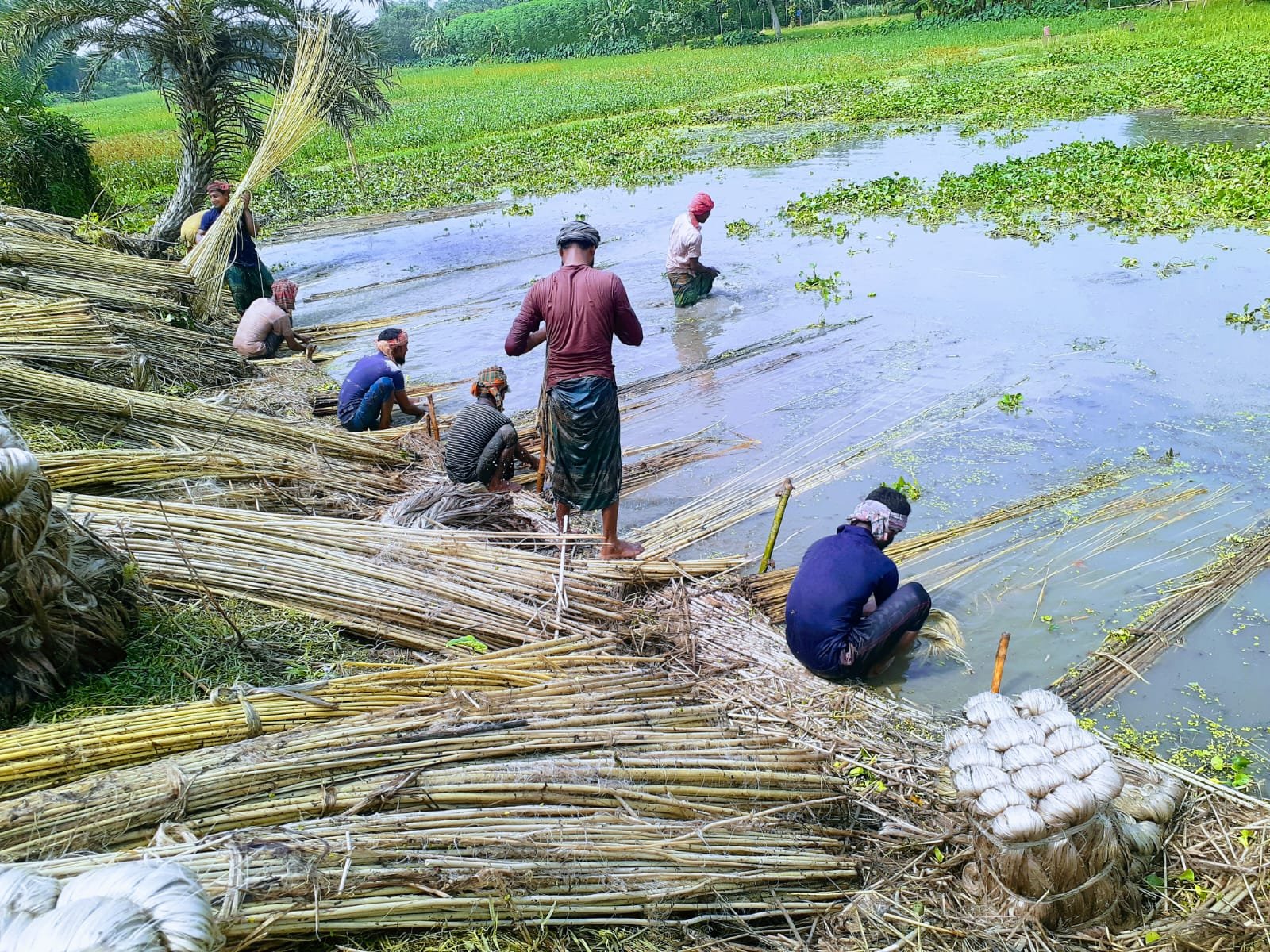 Farmers busy separating fibre from jute sticks in Jibannagar