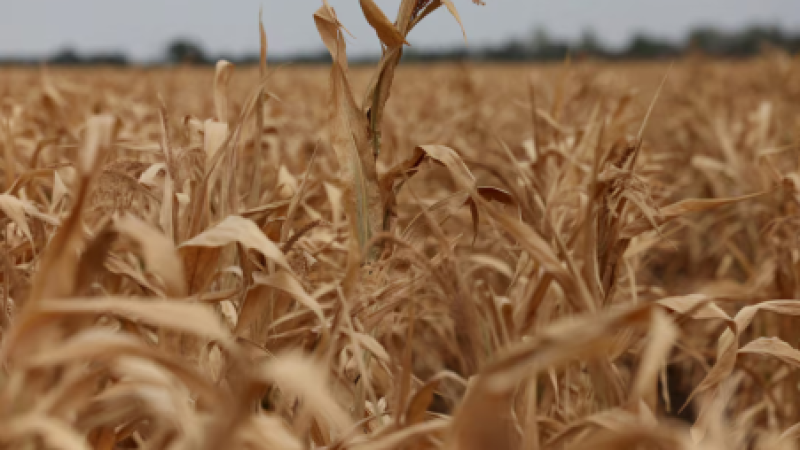 Global food prices rise to highest since 2022: FAO