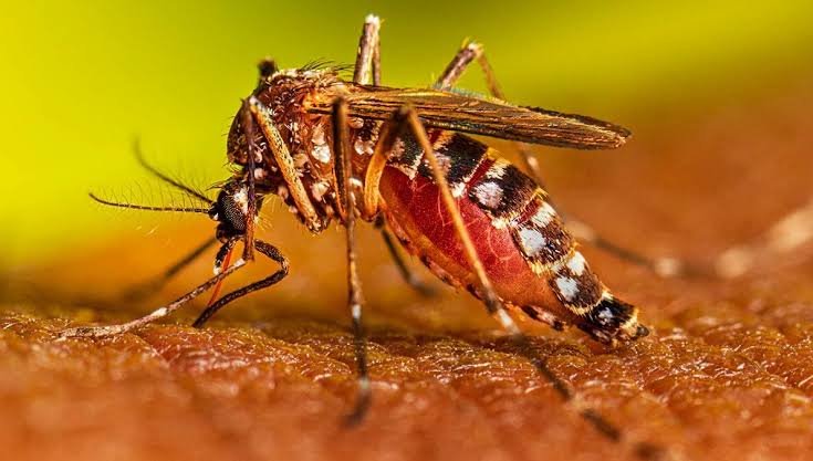 Six more die of dengue, death toll rises to 245