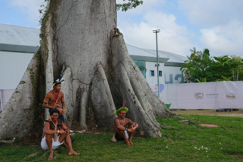 More than 7 million hectares of forest lost in 2025