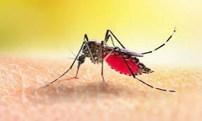 Dengue: 5 more die, 1,366 hospitalised in 24 hrs