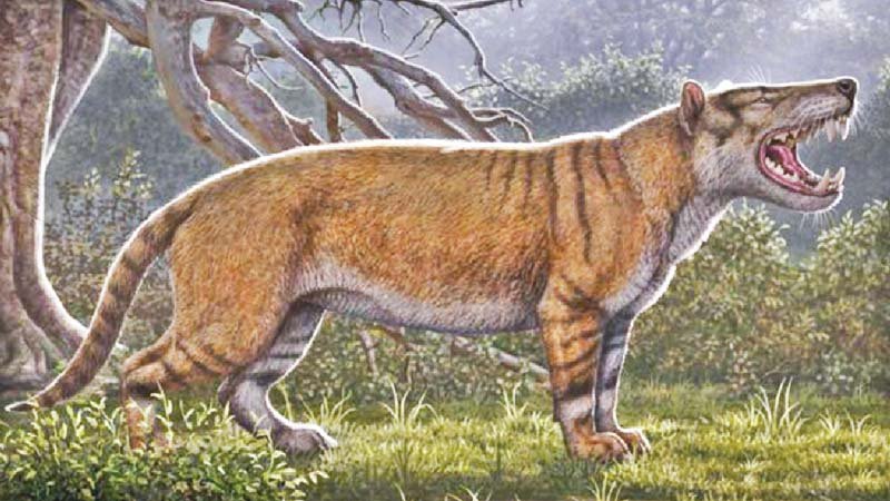 ‘Giant lion’ fossil found in Kenya museum drawer