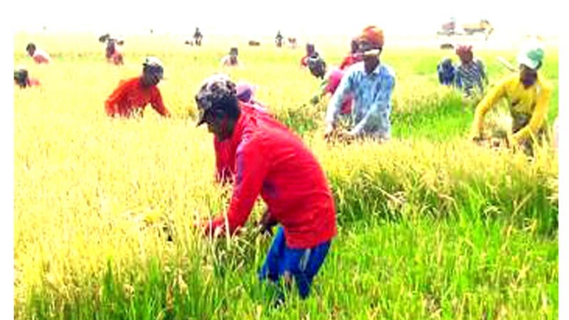 Farmers eye bumper Boro  yield in Netrakona
