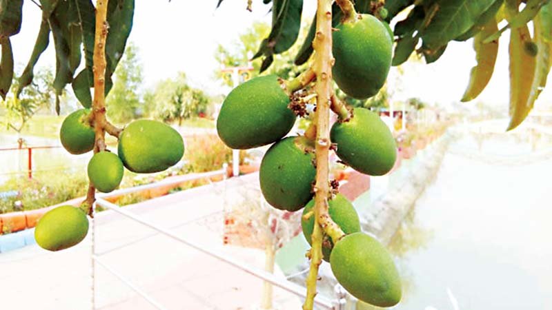Green mangoes indicate  optimum yield in Rajshahi 