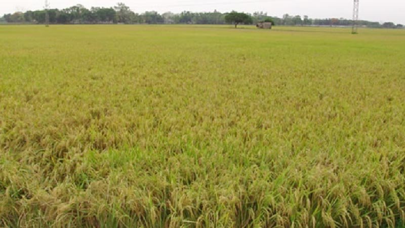 Food security ensured