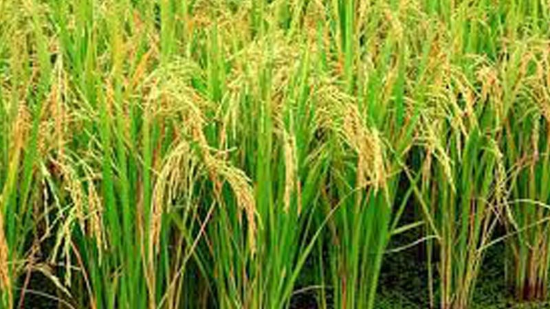 Govt incentives, DAE’s motivational activities inspire marginal Aus farmers