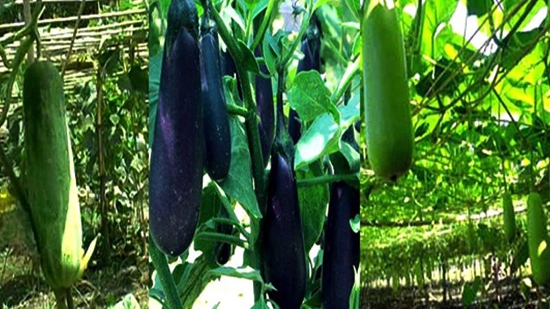Bumper vegetable output expected in Chandpur during Ramadan
