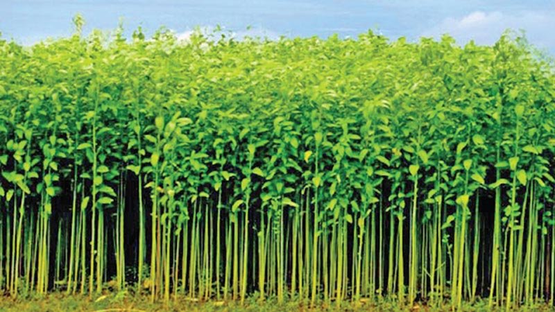 Jute cultivation brings new hope in Narail