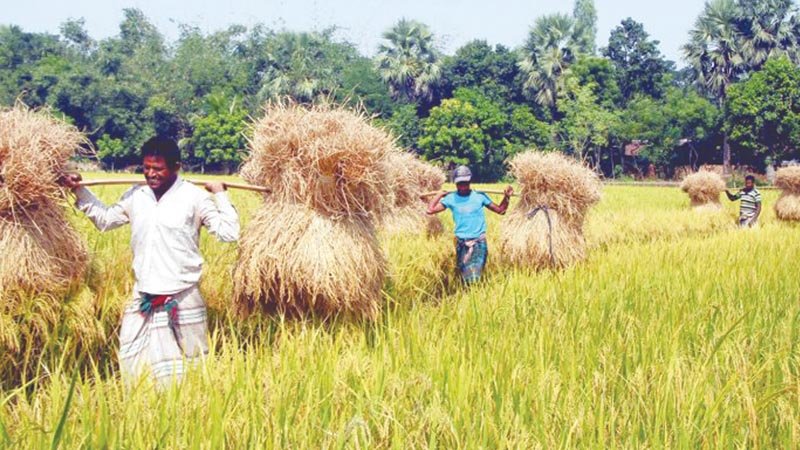 Bumper paddy yield can’t bring smile to farmers