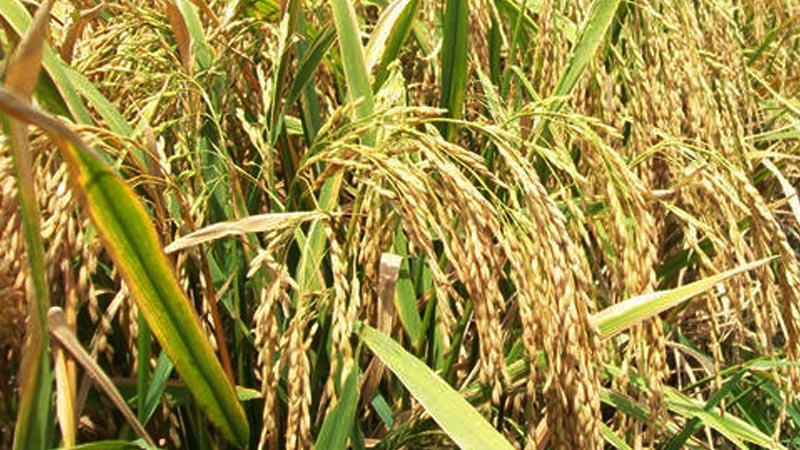 Bumper Boro output expected in south-western districts