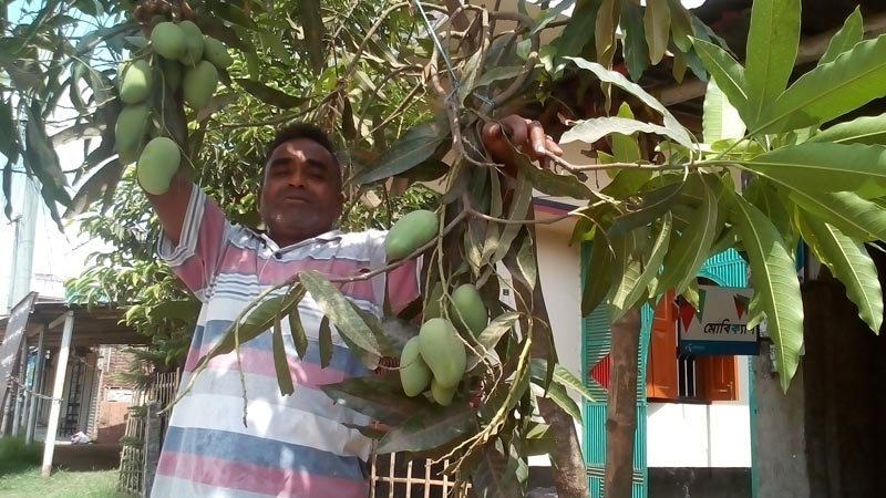 Drought affects bumper mango production in Jhenidah