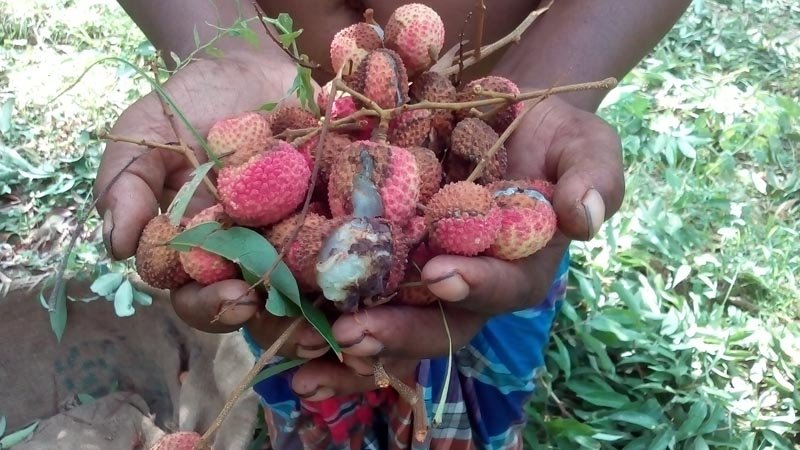 Heat wave affects Litchi production in Jhenidah
