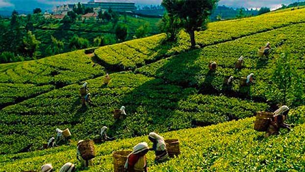 Tea bud blossoms in gardens