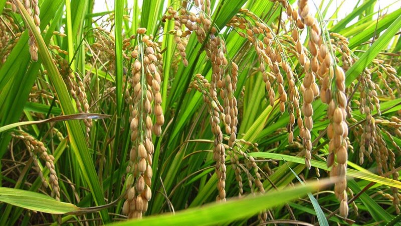 Central monitoring  for stable rice market