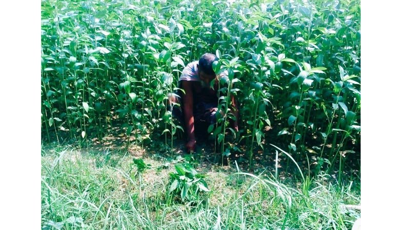 Initiative should be taken to increase jute farming area in Jashore region