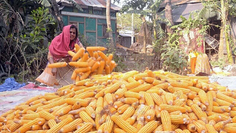 Syndicate puts farmers in troubles