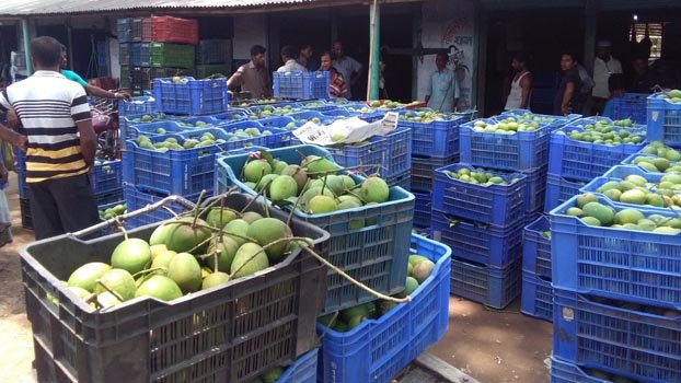 Kotchandpur mango market attracts the country’s vendors