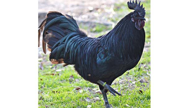 Kadakhnath chicken variety now being bred in Rajshahi