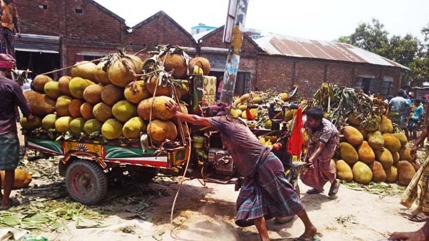 Jhenidah farmers want  fair price from jackfruit 