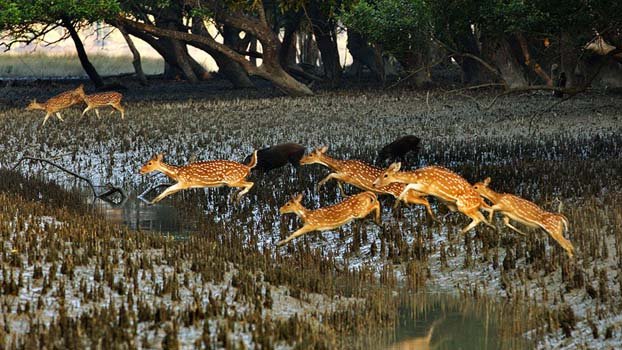 Sundarbans is out of ‘World Heritage in Danger’