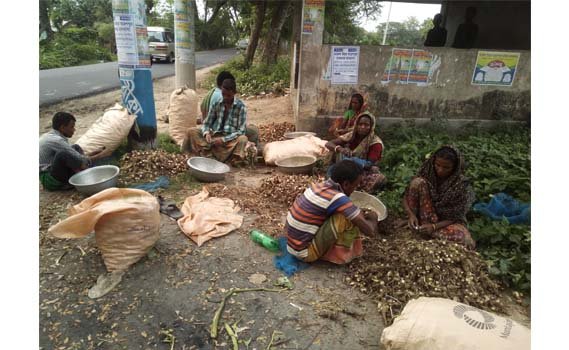 Women work beside men in Jhenidah fields 