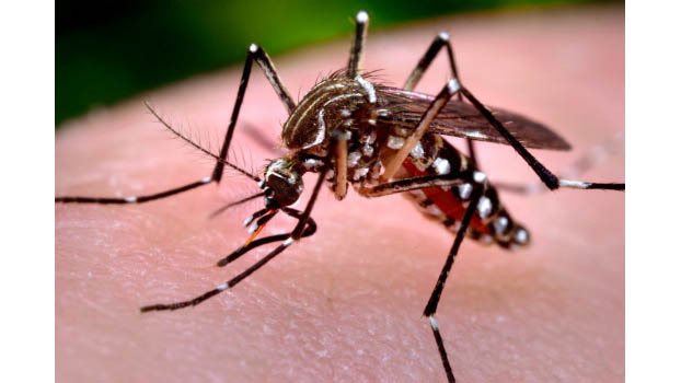 HC asks city corporations to destroy Aedes mosquito by 24 hours