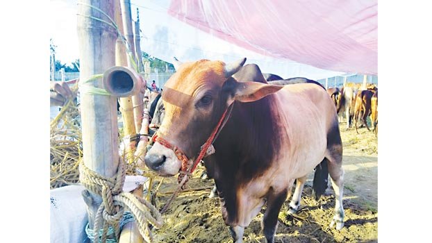 Munshiganj cattle market  gaining momentum 