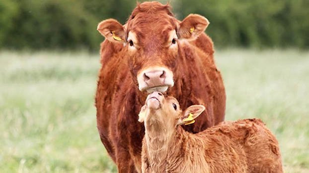 Eid-ul-Azha for animal lovers