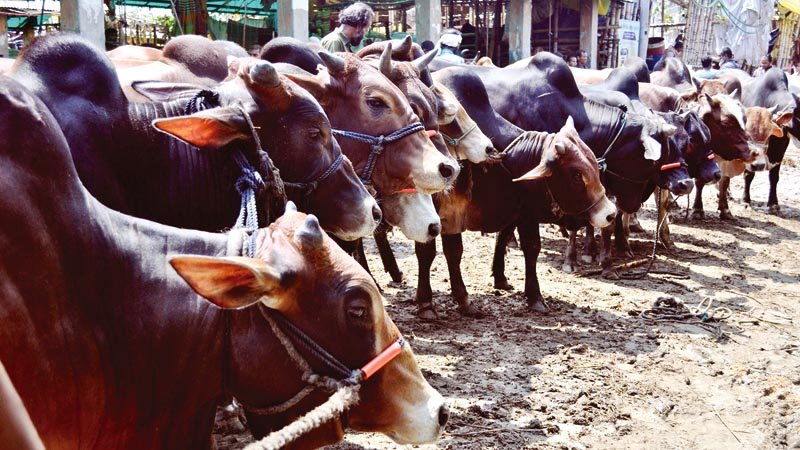 Cattle markets in Dhaka yet to get momentum