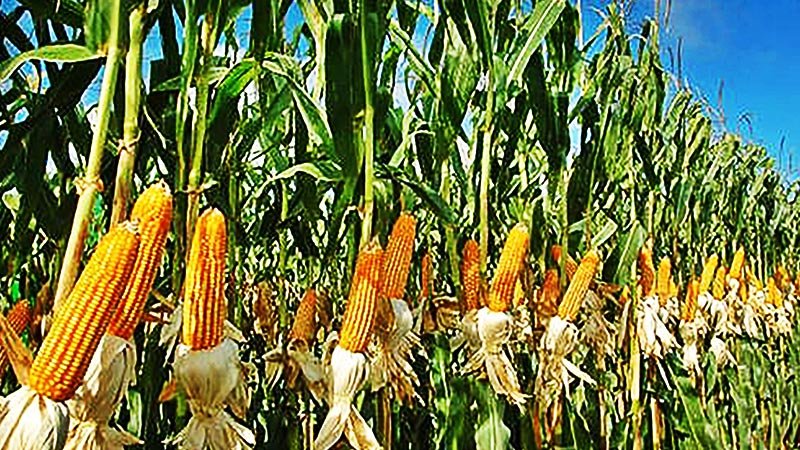 Maize cultivation  getting popularity in northern region