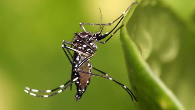 Sample collection of Aedes mosquito, larvae restarted in Rajshahi
