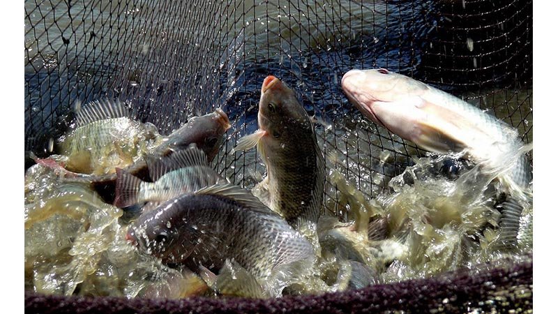 80 lakh MT fish  production by 2030 