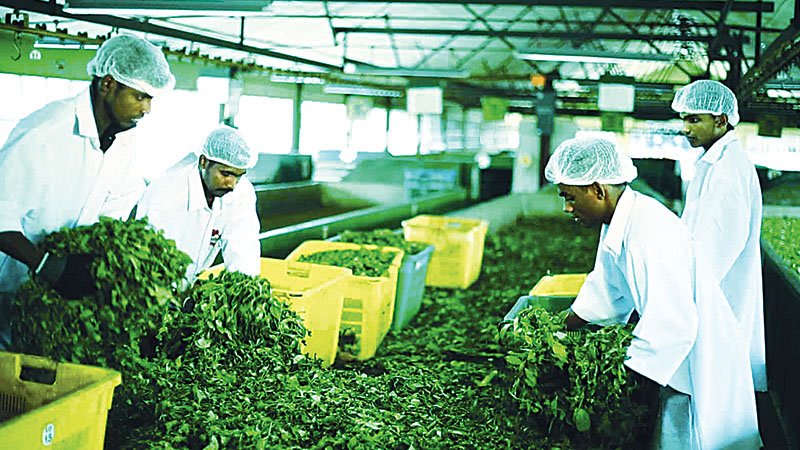 Record tea output  this year