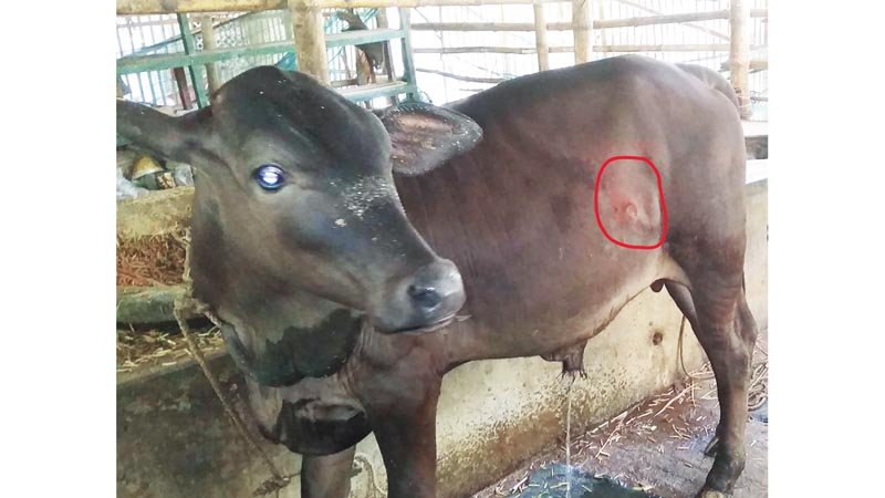 Lumpy attacks 30 thosand cattle in Magura