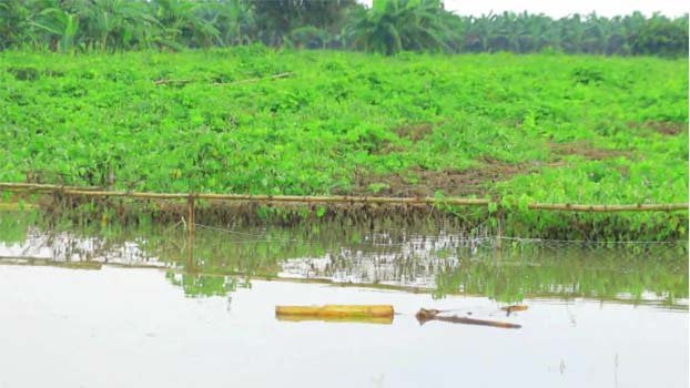 Flash flood causes severe damage of crops, veggies in Pabna