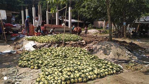 Bumper vegetables yield,  high pricein Jhenidah   