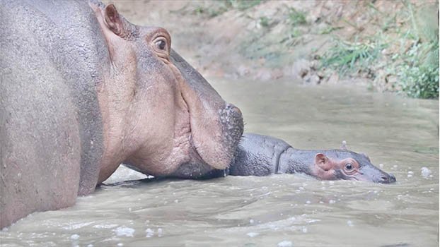 Hippo increase in Nat’l Zoo