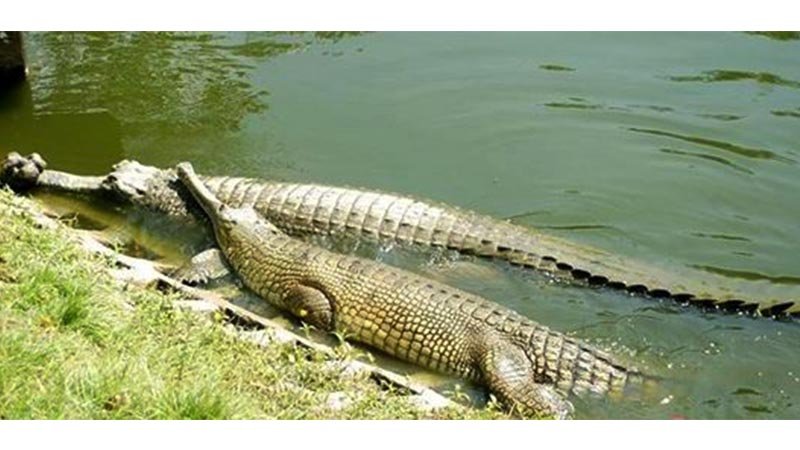 Critically endangered Ghorial lay eggs in Rajshahi Zoo