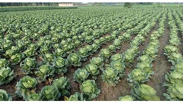 Winter vegetables of Dinajpur being exported