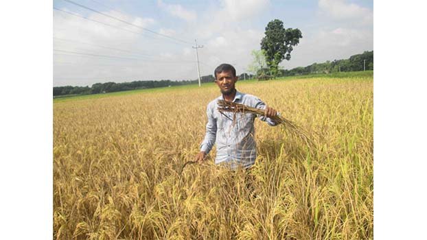 Brown plant hopper attacks T Aman plots in Jhenidah