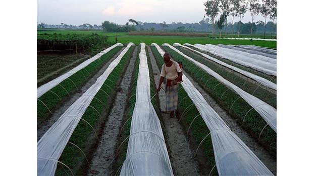 Calsol benefits thousands of farmers in Rajshahi region