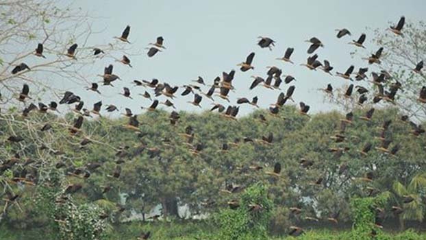 Tourists to enjoy lively chirping and fluttering