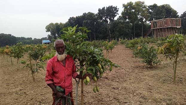 Selim’s mango trees bear fruit all year round